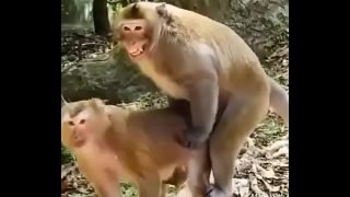 Funny animal hindi sex video Video